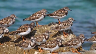 Photo of Aves playeras: el impresionante impacto de esta especies en el medio ambiente