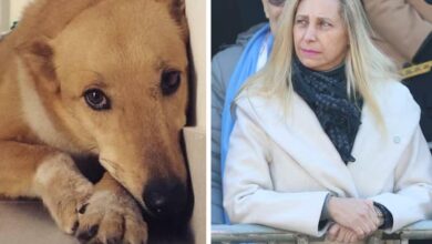 Photo of Murió hace un mes: Dominga, la perrita que se ganó a todos en una Secretaría y, conmovida, llevó a Karina Milei a intervenir por ella