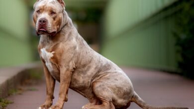 Photo of Un pitbull atacó a una bebé de dos y a un niño de seis años en Córdoba: ambos fueron hospitalizados