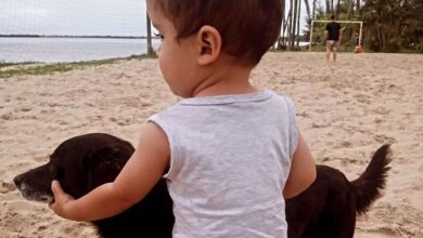 Photo of Un niño logró caminar por primera vez gracias a la ayuda de su perro: el emotivo video