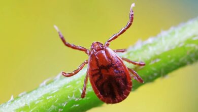 Photo of Cuál es el insecto invasor detectado en Oklahoma que puede transmitir una grave enfermedad