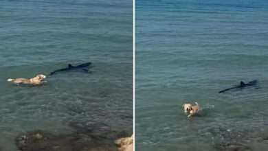 Photo of Un perro se tiró al mar, intentó morder un tiburón y se volvió viral en las redes