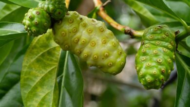 Photo of La fruta poco común y maloliente que ayuda a prevenir la diabetes y mantener controlado el colesterol