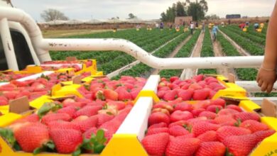 Photo of Emprendedores: el secreto de los hermanos que lograron hacer una de las frutillas más codiciadas del país