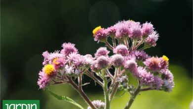 Photo of Las flores nativas más conocidas y aquellas que vale la pena conocer