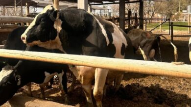 Photo of Tragedia en Córdoba: un toro embistió hasta matarlo a un productor agropecuario