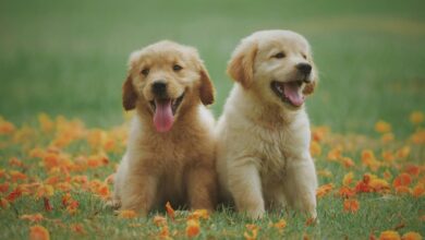 Photo of Estas son las dos razas de perro más recomendadas para convivir con niños, según un estudio