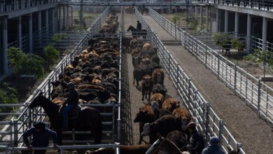 Photo of Con la excepción de los novillos, el valor de la hacienda se mantuvo deprimido en Cañuelas