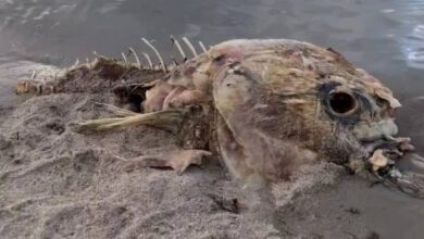 Photo of Paseaba perros y descubrió la criatura marina más grande y extraña de todas