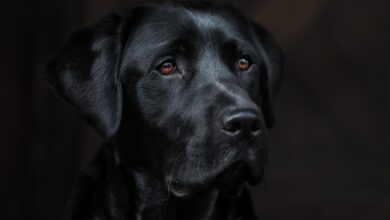 Photo of Un estudio reveló la verdad sobre el mito que asegura que los perros pueden percibir la maldad