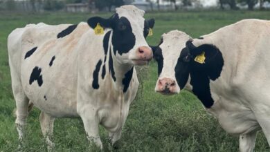 Photo of Brucelosis bovina: buscan mejorar la lucha contra una enfermedad que genera fuertes pérdidas económicas