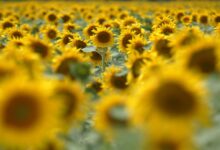 Photo of Cuándo se regalan flores amarillas en la Argentina y por qué