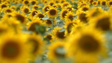 Photo of Cuándo se regalan flores amarillas en la Argentina y por qué