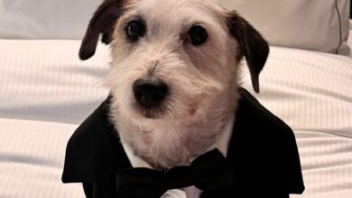 Photo of Quién es Ramoncito, el perro que se volvió viral en la alfombra de los Martín Fierro 2024