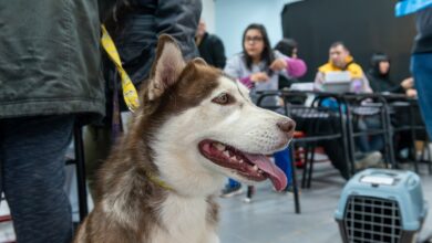 Photo of RGA Mascotera: más de 300 intervenciones en la jornada de vacunación antirrábica y chipeo