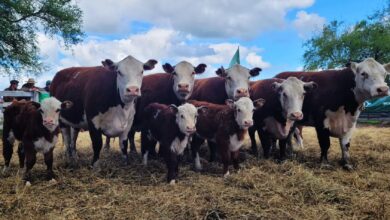 Photo of Investigación: una novedosa prueba en toros y vacas promete una revolución para la carne vacuna