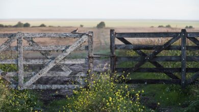 Photo of “Factor que afecta”: alertan que el cepo sigue generando dudas entre los inversores en tierras