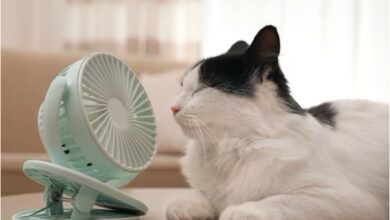 Photo of Cómo proteger a los gatos del golpe de calor