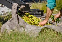 Photo of Ruta del Olivo: un nuevo circuito entre sierras y arroyos para degustar aceites de calidad