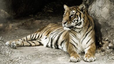 Photo of “Devolverle un poquito de dignidad”: la última tigresa del exzoo de Mendoza viajará a un santuario de Estados Unidos