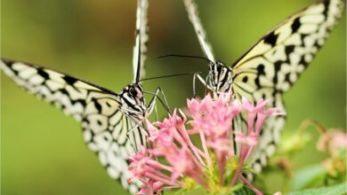 Photo of Test de personalidad: elegí una de las seis mariposas y conocé detalles inéditos de tu forma de relacionarte