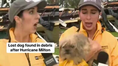 Photo of El desgarrador rescate de una perrita tras el paso del huracán Milton en Florida: sus dueños murieron