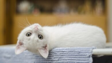 Photo of Las señales para saber si mi gato es feliz