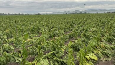 Photo of “Me cansé de sufrir”: un viento arrasó con su cultivo, tiene que devolver una deuda millonaria y cuenta un triste desenlace