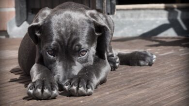 Photo of Qué hago si mi perro tiene un chichón en la cabeza, según un experto