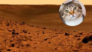 Photo of La NASA encabezó una misión a Marte y los resultados arrojaron la presencia de un “gato” en la superficie