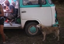 Photo of Viajaba en van por Bolivia, un perro comenzó a seguirla y, cuando tuvo que marcharse, algo inesperado sucedió: ¿Podemos parar, por favor?