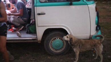 Photo of Viajaba en van por Bolivia, un perro comenzó a seguirla y, cuando tuvo que marcharse, algo inesperado sucedió: ¿Podemos parar, por favor?