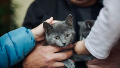 Photo of Por qué los gatos pueden tener la clave para analizar las enfermedades neurodegenerativas