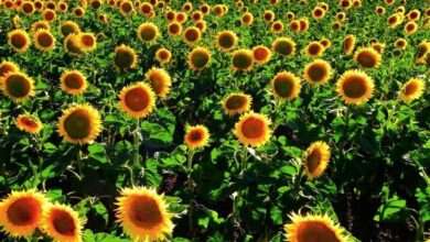 Photo of Por qué el girasol se convirtió en el único cultivo con resultado positivo en campo alquilado