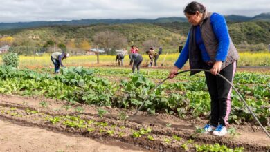 Photo of “Inconsistencias y desvíos”: el Gobierno usó una dura auditoría para desactivar programas ligados al agro