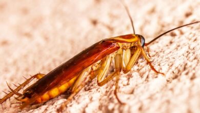 Photo of Qué genera que aparezcan cucarachas en el hogar y cuál es el electrodoméstico que más las atrae