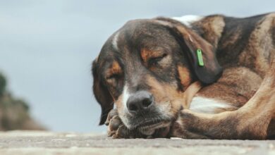 Photo of El lugar en el que deben dormir los perros, según los veterinarios