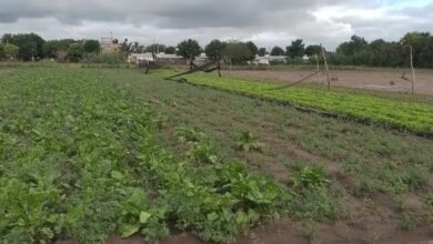 Photo of Devastación: reportaron un 40% de pérdidas en una importante zona productora de verduras