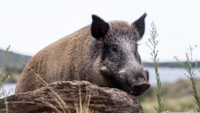 Photo of “Extraordinaria noticia”: en una provincia declararon plaga al jabalí y a otras especies invasoras y se avanzará con su caza