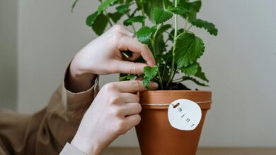 Photo of La hierba medicinal que se puede consumir con el mate y que ayuda a potenciar la memoria