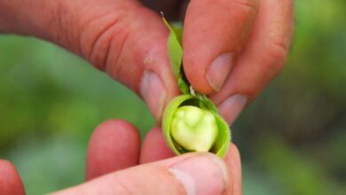 Photo of La superlegumbre con proteína vegetal que combate el colesterol y aumenta la flora intestinal