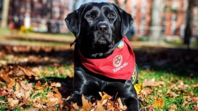 Photo of En Harvard: Sasha, la simpática perra con una misión muy especial