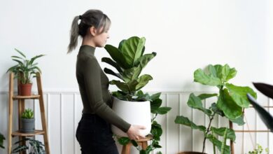 Photo of Por qué se deben regar menos las plantas de interior en invierno