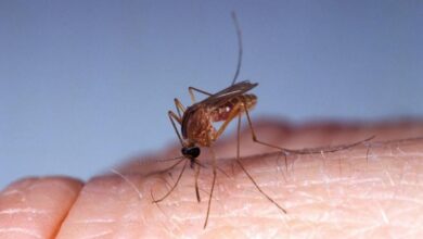 Photo of Uno de los destinos turísticos preferido por los argentinos es el país con más casos del virus oropouche en la región