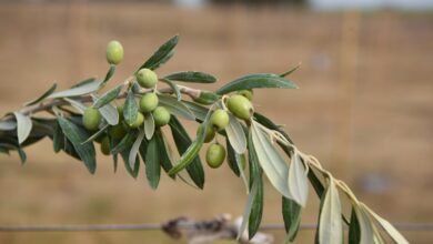 Photo of Aceite con propiedades únicas: avanza un ambicioso plan para crear una ruta del olivo en el sudoeste bonaerense