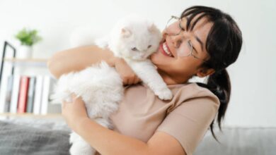 Photo of Cómo hacen los gatos para elegir a su humano favorito