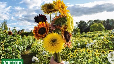 Photo of Girasoles en casa: cómo cultivar tus propias flores XXL en el jardín