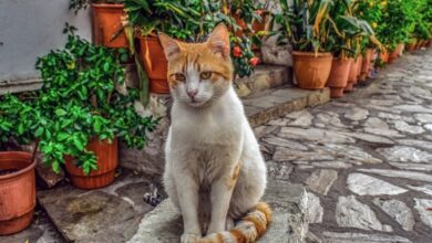 Photo of Esta es la mejor manera de proteger a tu gato de un golpe de calor