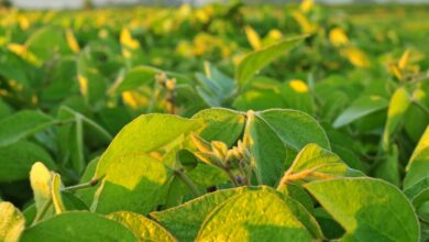 Photo of Bioinsumos: despega en la Argentina una tendencia global cada vez más fuerte