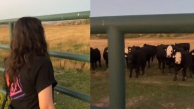 Photo of Un rebaño de vacas reacciona inesperadamente cuando una mujer les canta